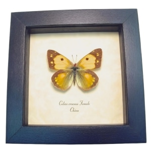 Dark Clouded Yellow Butterfly Colias croceus Female Framed Taxidermy