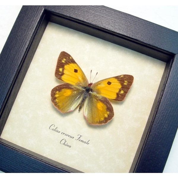 Colias croceus Female Butterfly Dark Clouded Yellow Framed Taxidermy Display