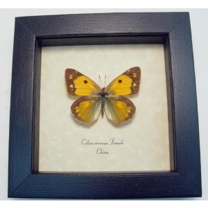 Colias croceus Female Butterfly Dark Clouded Yellow Framed Taxidermy Display