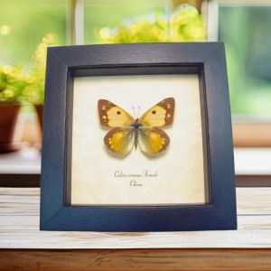 Dark Clouded Yellow Butterfly Colias croceus Female Framed Taxidermy