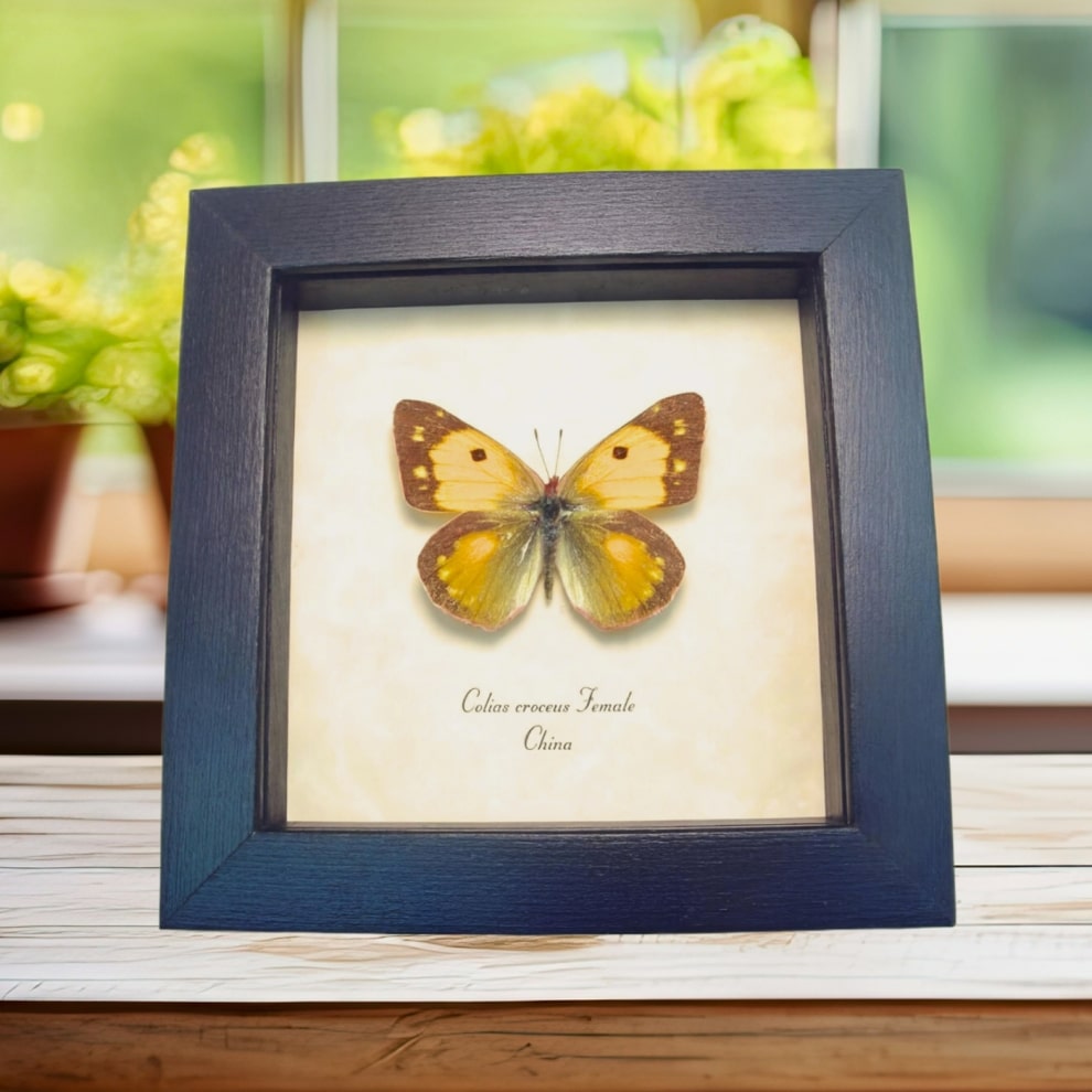 Dark Clouded Yellow Butterfly Colias croceus Female Framed Taxidermy