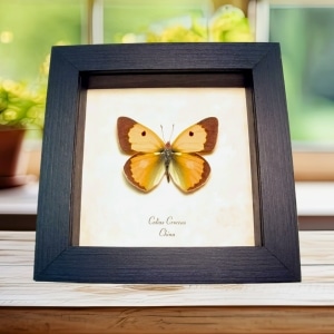 Dark Clouded Yellow Butterfly Colias croceus Framed Taxidermy Display