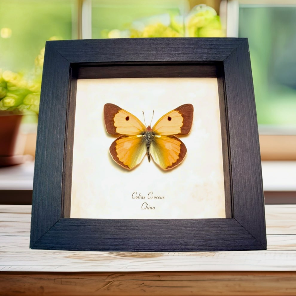Dark Clouded Yellow Butterfly Colias croceus Framed Taxidermy Display