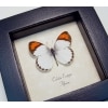 Colotis euippe Orange Tip Butterfly African Framed Taxidermy Display