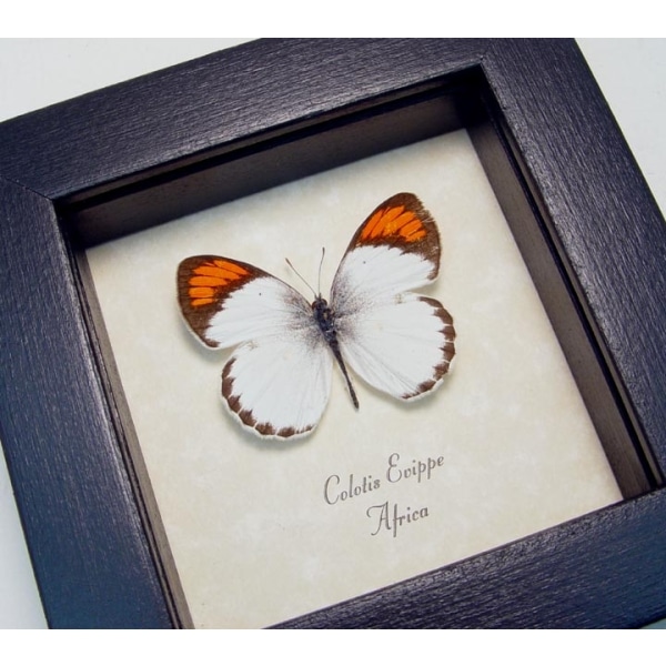 Colotis euippe Orange Tip Butterfly African Framed Taxidermy Display