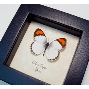 Colotis euippe Orange Tip Butterfly African Framed Taxidermy Display