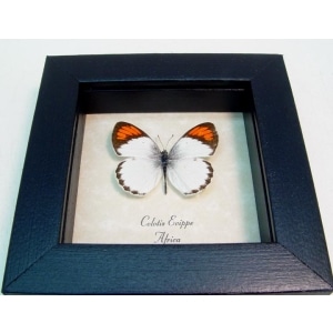 Colotis euippe Orange Tip Butterfly African Framed Taxidermy Display