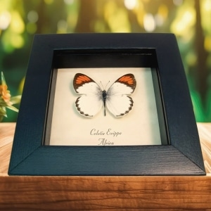 Orange Tip Butterfly African Colotis euippe Framed Taxidermy Display