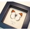 Orange Tip Butterfly African Colotis euippe Framed Taxidermy Display