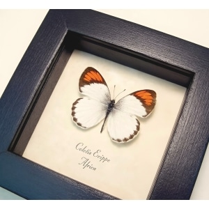 Orange Tip Butterfly African Colotis euippe Framed Taxidermy Display