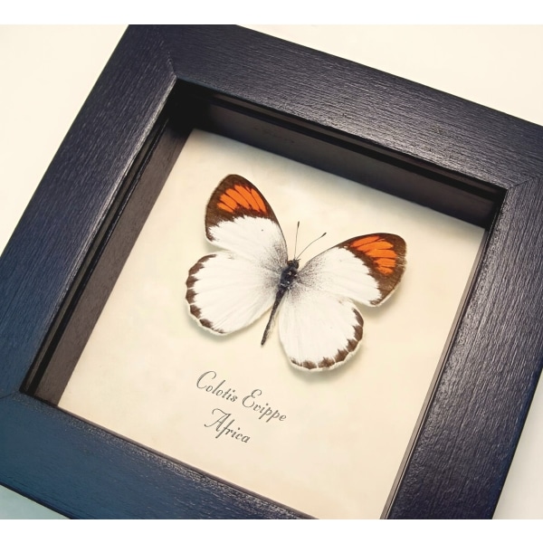 Orange Tip Butterfly African Colotis euippe Framed Taxidermy Display