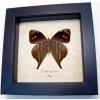 Corades enyo almo Verso Butterfly Enyo Satyr Framed Taxidermy Display