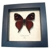 Enyo Satyr Butterfly Corades enyo almo Framed Taxidermy Display