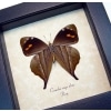 Corades enyo almo Verso Butterfly Enyo Satyr Framed Taxidermy Display