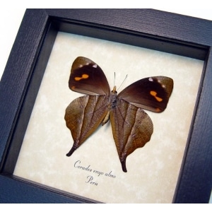Corades enyo almo Verso Butterfly Enyo Satyr Framed Taxidermy Display