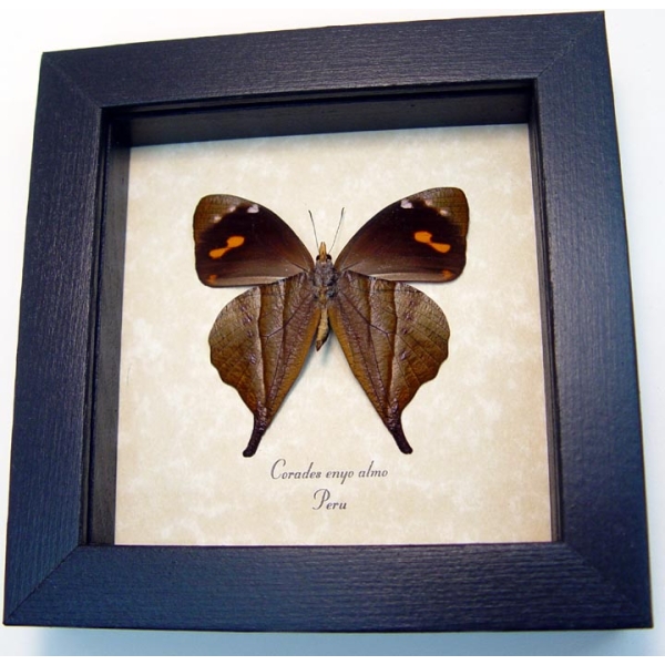 Corades enyo almo Verso Butterfly Enyo Satyr Framed Taxidermy Display