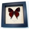 Corades enyo almo Butterfly Enyo Satyr Framed Taxidermy Display