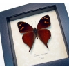 Corades enyo almo Butterfly Enyo Satyr Framed Taxidermy Display