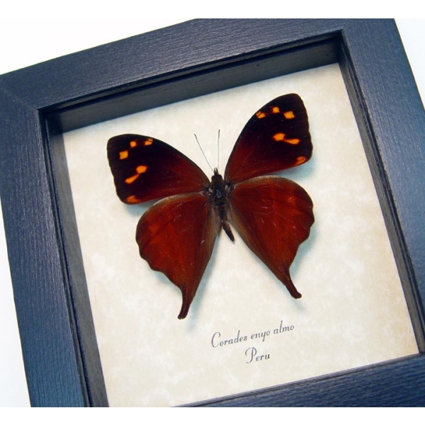 Corades enyo almo Butterfly Enyo Satyr Framed Taxidermy Display