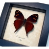 Corades enyo almo Butterfly Enyo Satyr Framed Taxidermy Display