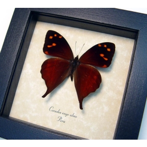 Corades enyo almo Butterfly Enyo Satyr Framed Taxidermy Display