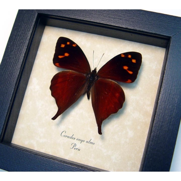 Corades enyo almo Butterfly Enyo Satyr Framed Taxidermy Display
