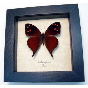 Corades enyo almo Butterfly Enyo Satyr Framed Taxidermy Display