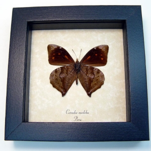 Corades medeba Verso Leaf Mimic Butterfly Framed Taxidermy Display