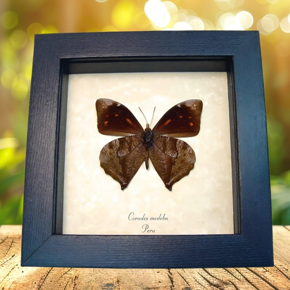 Leaf Mimic Butterfly Corades medeba Verso Framed Taxidermy Display