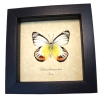 Delias periboea verso Colorful Yellow Orange Butterfly Framed Taxidermy Display