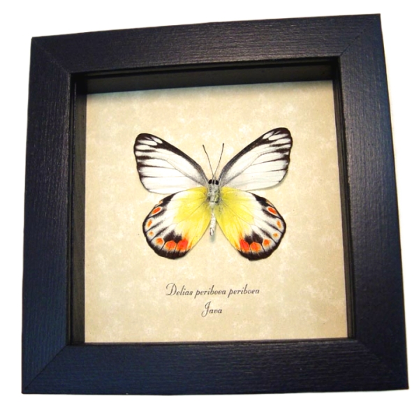 Delias periboea verso Colorful Yellow Orange Butterfly Framed Taxidermy Display