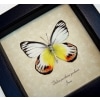 Delias periboea verso Colorful Yellow Orange Butterfly Framed Taxidermy Display