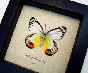 Delias periboea verso Colorful Yellow Orange Butterfly