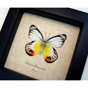 Delias periboea verso Colorful Yellow Orange Butterfly