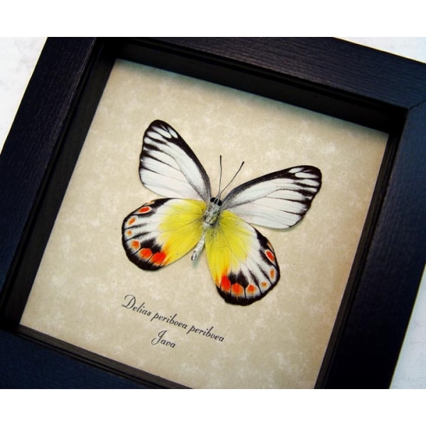 Delias periboea verso Colorful Yellow Orange Butterfly