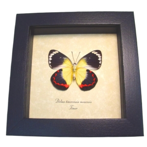 Delias timorensis moaensis verso Butterfly Orange yellow Framed Taxidermy Display