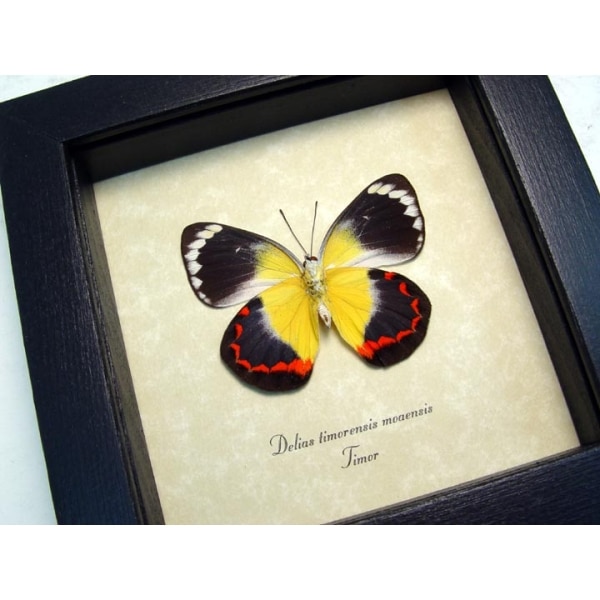 Delias timorensis moaensis verso Butterfly Orange yellow Framed Taxidermy Display