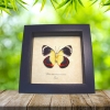 Delias timorensis moaensis verso Butterfly Orange yellow Framed Taxidermy Display