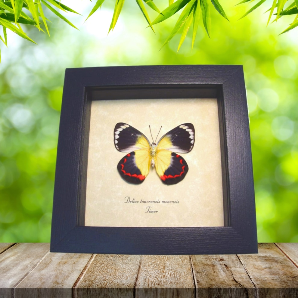 Delias timorensis moaensis verso Butterfly Orange yellow Framed Taxidermy Display