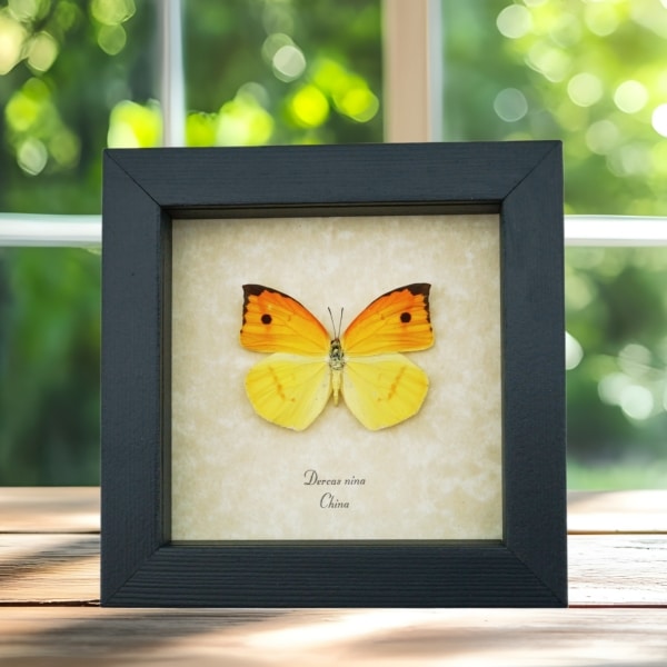 Dercas nina Yellow Orange Butterfly Framed Taxidermy Display