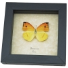 Dercas nina Yellow Orange Butterfly Framed Taxidermy Display
