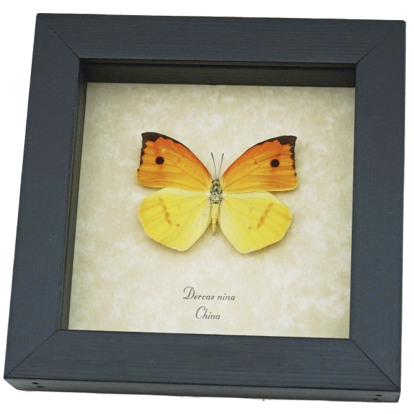 Dercas nina Yellow Orange Butterfly Framed Taxidermy Display