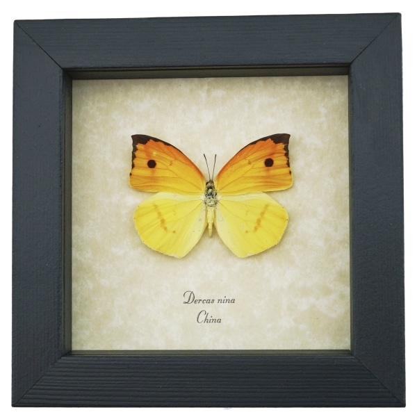 Dercas nina Yellow Orange Butterfly Framed Taxidermy Display