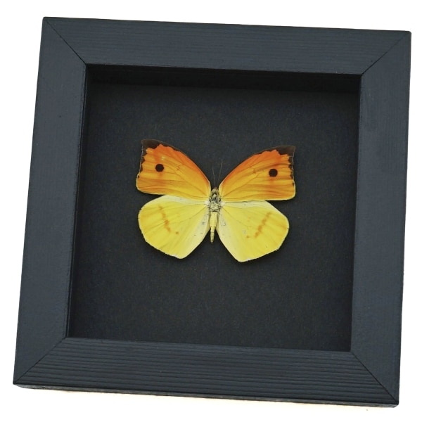 Dercas nina Yellow Orange Butterfly Framed Taxidermy Moonlight Display