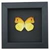 Dercas nina Yellow Orange Butterfly Framed Taxidermy Moonlight Display