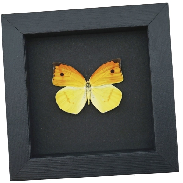 Dercas nina Yellow Orange Butterfly Framed Taxidermy Moonlight Display