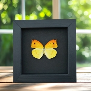 Dercas nina Yellow Orange Butterfly Framed Taxidermy Moonlight Display