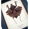 Deroplatys lobata Dark Leaf Mimic Praying Mantis Framed Taxidermy Display