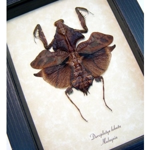 Deroplatys lobata Dark Leaf Mimic Praying Mantis Framed Taxidermy Display