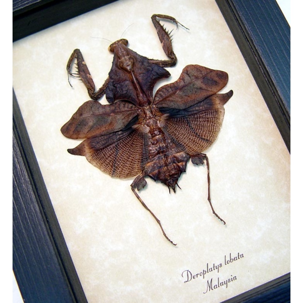 Deroplatys lobata Dark Leaf Mimic Praying Mantis Framed Taxidermy Display